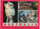 Modern Post Card Of Fauna Sugar Glider,Platypus,and Koala, Australia ,B25. - Other & Unclassified