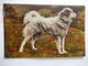 CPA  - (65) - SCENES ET TYPES DES PYRENEES - CHIEN DE MONTAGNE - DOG - BR3349 - Other & Unclassified