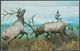 Rocky Mountain Elk, Carnegie Institute, Pittsburgh, Pennsylvania, C.1960s - Galen Barton Postcard - Museum