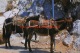 Donkeys - Cyprus - Chypre