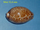 Cypraea Mappa Viridis   F. Guamensis  Guam  52,4 Mm  Mini - Coquillages