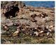 (55) Australia - VIC - Philip Island - Seal Island  (card Cut Down In Size) - Mornington Peninsula
