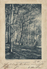 BUCHEN IM HERBST - CPA - P. Bayer, Dresden - 1900 - Trees