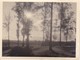 Foto Bobruisk - Bäume - 1942 - 9*6cm (29608) - Orte