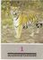 Postcard Of The USSR In 1989 - Amur Tiger-animals - Predators-cat. - Tiger