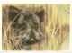 Postcard Of The USSR In 1989 - Wild Boar - Beasts - Mammals - Varkens