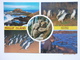 Postcard Phillip Island Cowes Multiview Nature's Paradise Koala And Penquin My Ref B21545 - Other & Unclassified