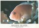 Maldives 2001 Rosa Rose Rosa Multiflora Rf10 Viewcard - Maldives (1965-...)