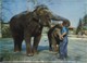 ELEPHANTS  :  3D   (  Groot Formaat 14.5 X 10.5 Cm )  2  Scans - Olifanten