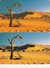 Namibia, NMB-017 And 017a,  Tree In The Desert, 2 Cards, 2 Scans. (SIE 30 And 31) - Namibia