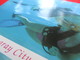 O1- America/USA- Postcard- Stingray City, Cayman Islands, Girl Diver Dive With Giant Devil Ray - Cayman Islands