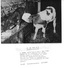 M. FEVRE CULTIVATEUR A AVOT (21) - SON VEAU ALLAITE PAR LA CHIENNE DE LA FERME -  2 PHOTOS DE PRESSE 15.05.57 - Métiers