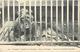 PIE 17-T-4554 : JARDIN DES PLANTES PARIS. LE LION D'AFRIQUE - Lions