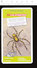 Araignée Animal Spider // IM 213/1 - Sonstige & Ohne Zuordnung