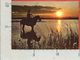 CARTOLINA NV FRANCIA - CAMARGUE - Coucher De Soleil - Tramonto - 10 X 15 - Altri & Non Classificati