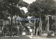 76498 ITALY FREGENE PINE FOREST CIRCULATED TO ROMA POSTAL POSTCARD - Altri & Non Classificati