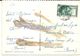 76498 ITALY FREGENE PINE FOREST CIRCULATED TO ROMA POSTAL POSTCARD - Altri & Non Classificati