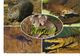 21E : Australia Olympic Sport, Pole Vault Stamp Used On Wild Animals,wombat, Alligator, Koala, Playtypus Postcard - Covers & Documents