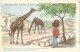 Roudoudou Visite Le Zoo - Girafe - Humour