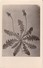 AK Pflanzenzeichnung - Ca. 1940  (30290) - Blumen
