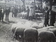 CPA 48 Lozère Florac Concours Race Ovine Des Causses Moutons Agriculture TBE - Florac