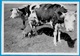 PHOTO Photographie Amateur - Enfants - Fillette S'initiant à La Traite Des Vaches ° Ferme Agriculture Elevage - Autres & Non Classés