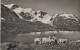 Suisse - Gadmen - Auf Dem Sustenpass - Alpage Moutons - Postmarked Meiringen 1952 - Gadmen 