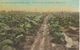 Tobacco Field Near Southern Pines. N. C.    S-3853 - Tabak