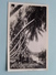 3 Young Boys On A River Under The PALMs ( No ID ) Anno 19?? Photocard ( Zie Foto's ) ! - Non Classés