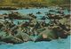 CPA-KENYA-1970-HYPPOPOTAME-GRANDS LACS-EST AFRIQUE- -TBE - Flusspferde