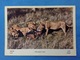 CARTOLINA FORMATO GRANDE NON VIAGGIATA AFRICA FAUNA AFRICANA LEONE PHANTERA LEO - Lions