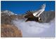 Endangered Species Collection - Postcard Condor Of The Andes - Otros & Sin Clasificación