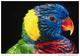 Exotic Birds Collection - Postcard 9 Size:15x10 Cm. Aprox. - Otros & Sin Clasificación