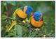 Exotic Birds Collection - Postcard 7 Size:15x10 Cm. Aprox. - Otros & Sin Clasificación