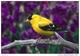 Exotic Birds Collection - Postcard 3 Size:15x10 Cm. Aprox. - Otros & Sin Clasificación