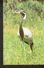K2 Russia USSR Soviet Postcard Fauna Birds Bird Demoiselle Crane Grus Virgo Anthropoides Virgo - Birds