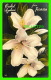 FLEURS - ORCHID (AZALEAS) - FROM CYPRESS GARDENS FLORIDA - - Fleurs