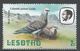 Lesotho 1981. Scott #322 (M) Rock Pigeons, Birds, Oiseaux - Lesotho (1966-...)