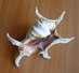 LAMBIS LAMBIS SPIDER CONCH SEASHELL - Coquillages