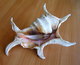 LAMBIS LAMBIS SPIDER CONCH SEASHELL - Coquillages