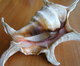 Delcampe - LAMBIS LAMBIS SPIDER CONCH SEASHELL - Coquillages