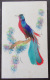CPA / CPSM - Carte Postale Oiseau Avec Plumes Véritables - Pájaros