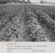 Delcampe - Agriculture - Agronomie - La Ravoire Savoie - Essais Plantations Blé Pommes De Terre - Elevage - Lot De 10 Photographies - Cultures