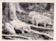 Wild Boar - Photo - Estonia USSR - Unused - Sonstige & Ohne Zuordnung