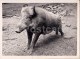 Wild Boar - 2 - Photo - Estonia USSR - Unused - Autres & Non Classés