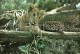 Lion And Leopard - National Zoo - Cuba - Unused - Lions