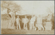 Deutsch-Südwestafrika - Stempel: 1907 (26.1.), Stempel "OTJOSONDU DEUTSCH-SÜDWESTAFRIKA" Auf FP-Foto - Duits-Zuidwest-Afrika