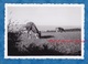 Photo Ancienne Snapshot - TREBEURDEN - Paturage - Cotes D'Armor Bretagne - Vache - Cow - Agriculture - Lieux