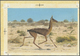 Thematik: Tiere, Fauna / Animals, Fauna: 1982, Bahrain. Artist's Drawing For The First 100f Value Of The Set "Al-Areen W - Other & Unclassified