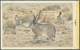Thematik: Tiere, Fauna / Animals, Fauna: 1982, Bahrain. Artist's Drawing For The Fourth 100f Value Of The Set "Al-Areen - Other & Unclassified